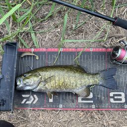 スモールマウスバス