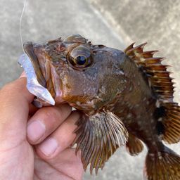ガシラ