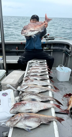 マダイの釣果