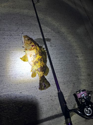 ベッコウゾイの釣果