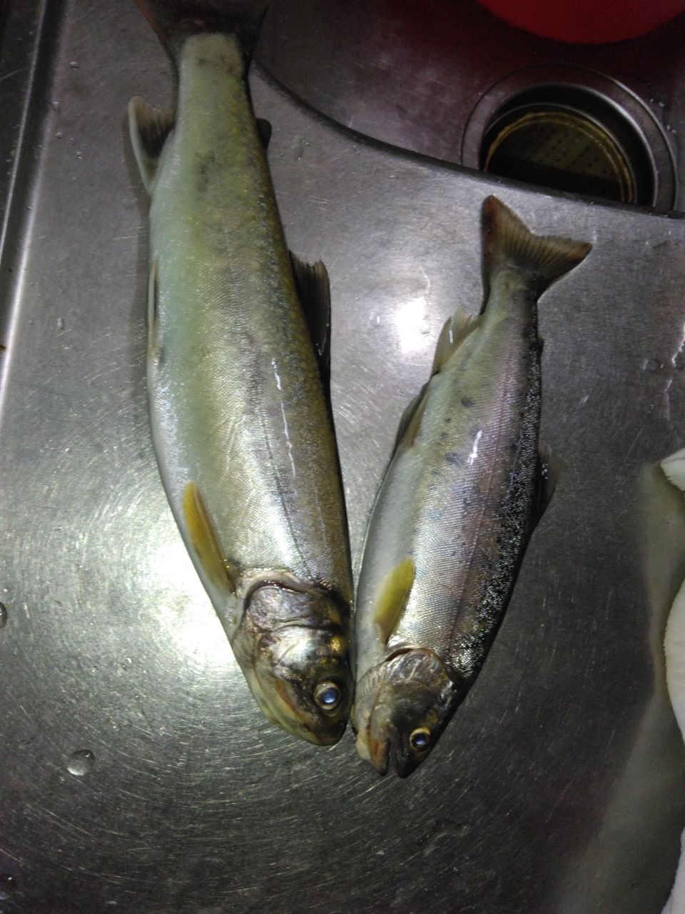 ニッコウイワナ