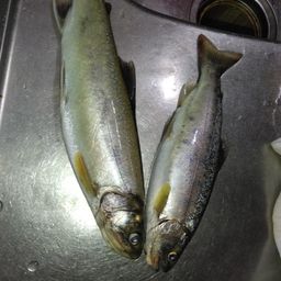 ニッコウイワナ