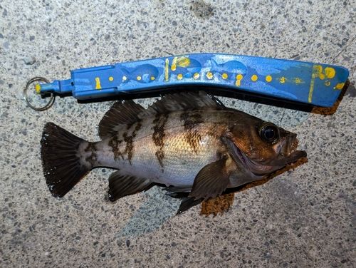 メバルの釣果