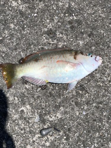 ヒブダイ