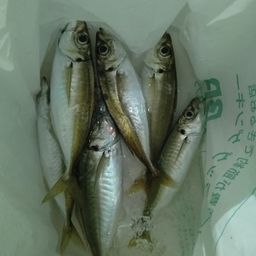 アジ