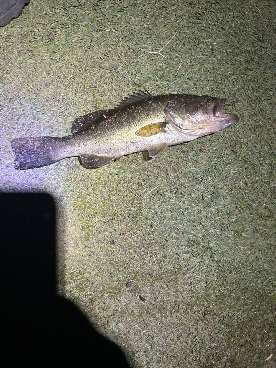 ラージマウスバス