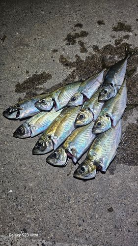 アジの釣果