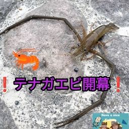 テナガエビ
