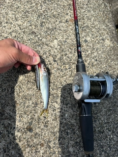 ハスの釣果