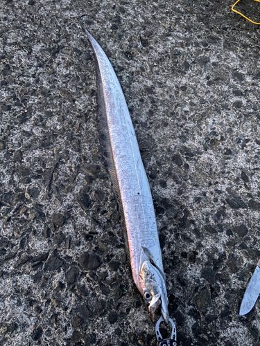 タチウオの釣果