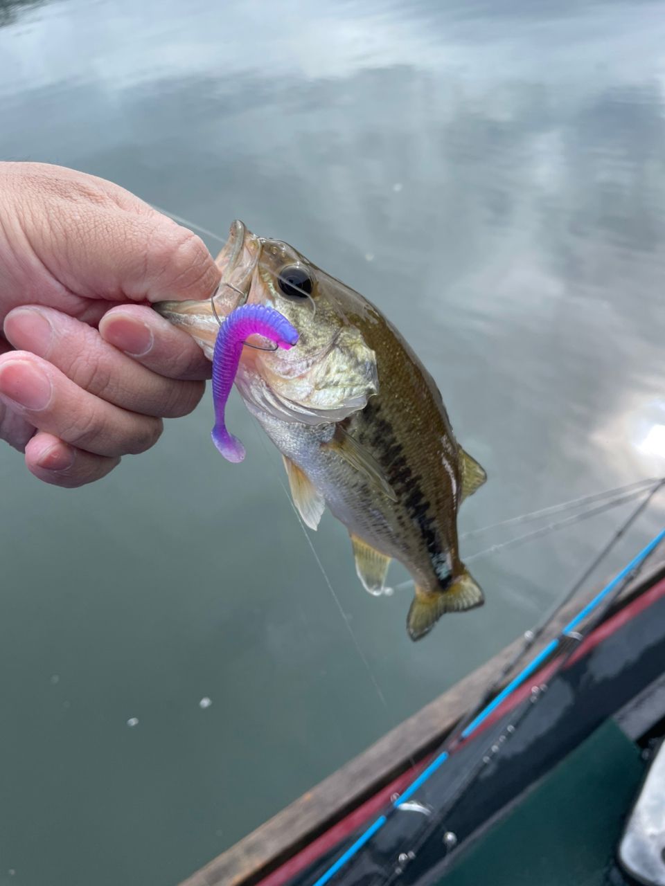 ラージマウスバス