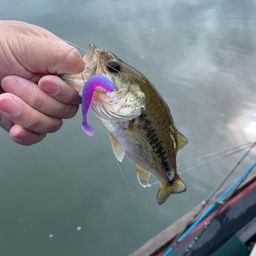 ラージマウスバス