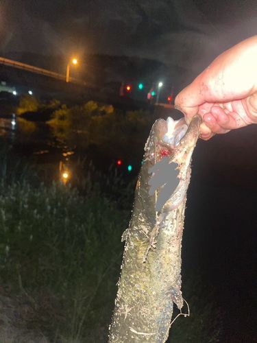 ナマズの釣果