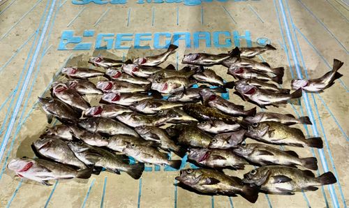 クロメバルの釣果