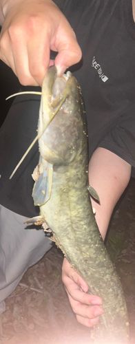 ナマズの釣果