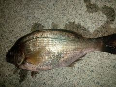 ウミタナゴの釣果