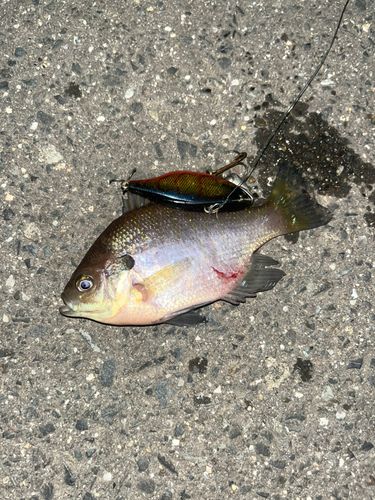 ブルーギルの釣果