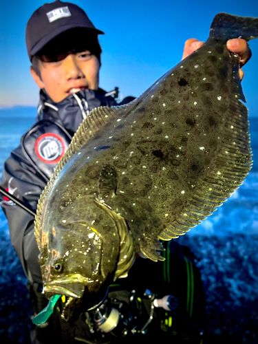 ヒラメの釣果