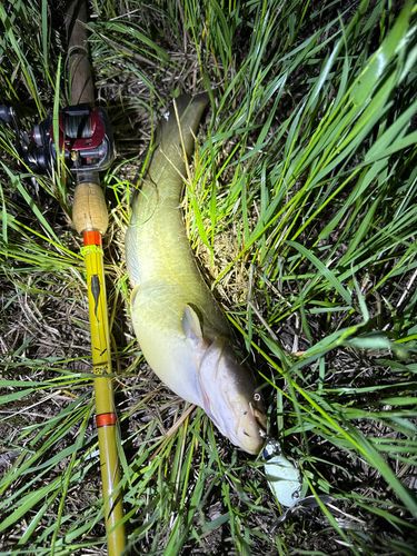ナマズの釣果