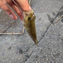 スモールマウスバス