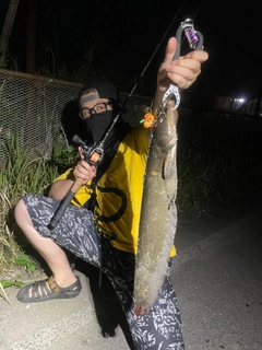 ナマズの釣果