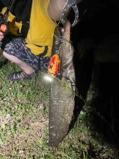 ナマズの釣果