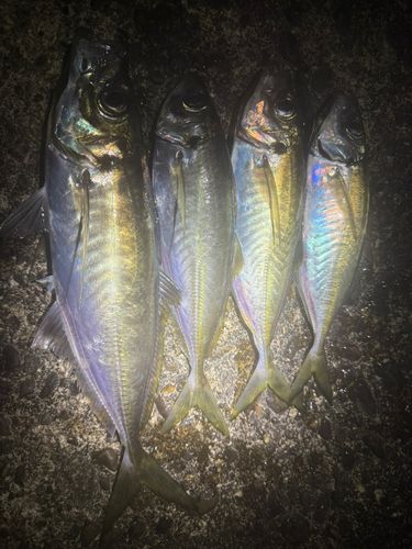 マアジの釣果
