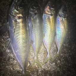 マアジ