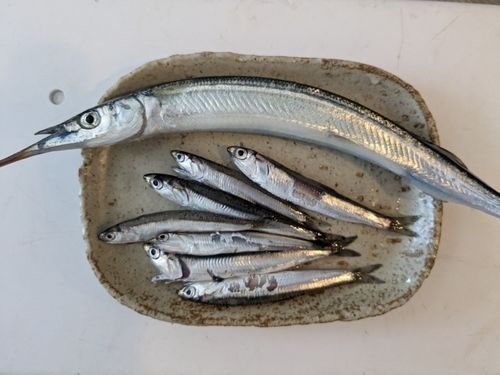 サヨリの釣果
