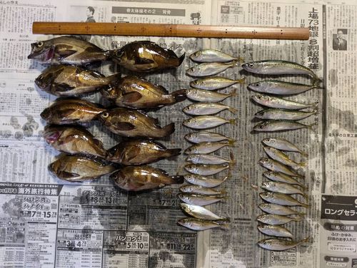 アジの釣果