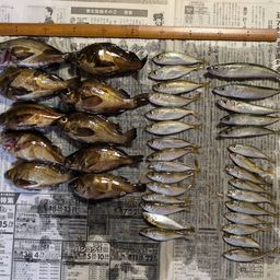 アジ
