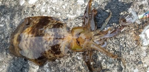 アオリイカの釣果