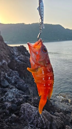 アカハタの釣果