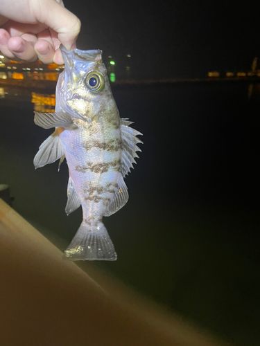 メバルの釣果