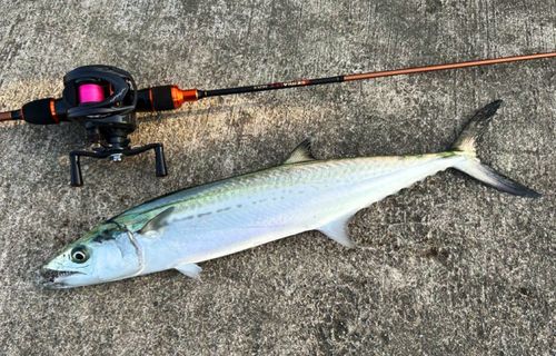 サゴシの釣果