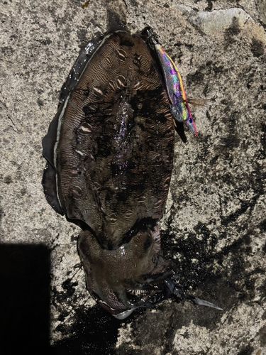 モンゴウイカの釣果