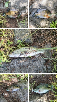 ブラックバスの釣果
