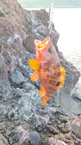 キジハタの釣果