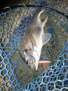 キビレの釣果