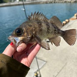 メバル