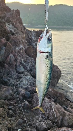 サバの釣果