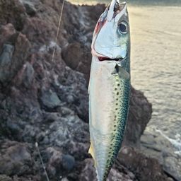 サバ