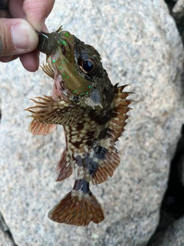 カサゴの釣果