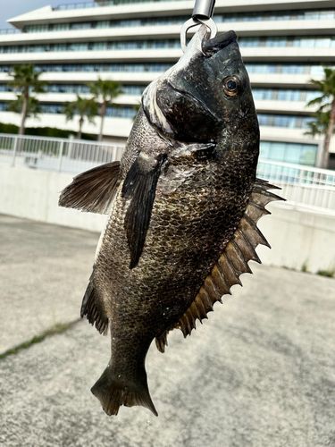 チヌの釣果
