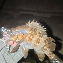 メバル