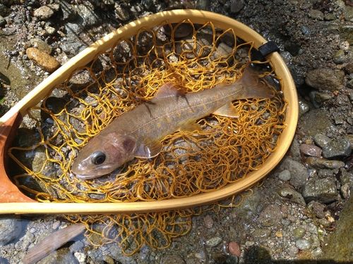 ヤマトイワナの釣果