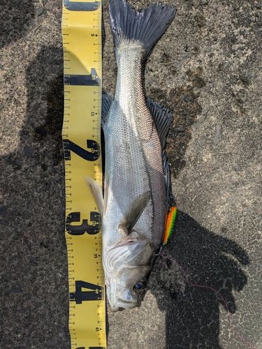 シーバスの釣果