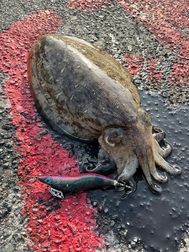 モンゴウイカの釣果