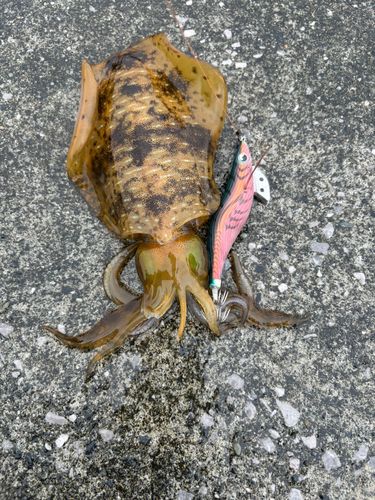 アオリイカの釣果