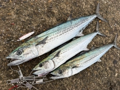 サゴシの釣果